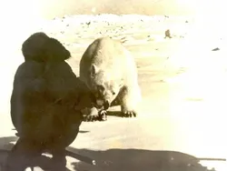 Gila atau Berani? Foto Tentara Soviet Suapi Beruang Kutub Pakai Tangan