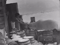 Gila atau Berani? Foto Tentara Soviet Suapi Beruang Kutub Pakai Tangan