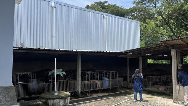 Dapur MBG di Banaran Sragan yang berdampingan dengan kandang babi.