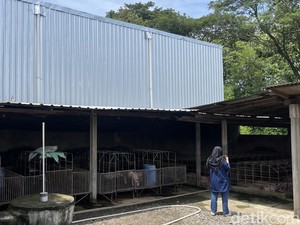 Alasan Peternak Babi Sebelah SPPG Banaran Sragen Minta Rp 1 M untuk Pindah