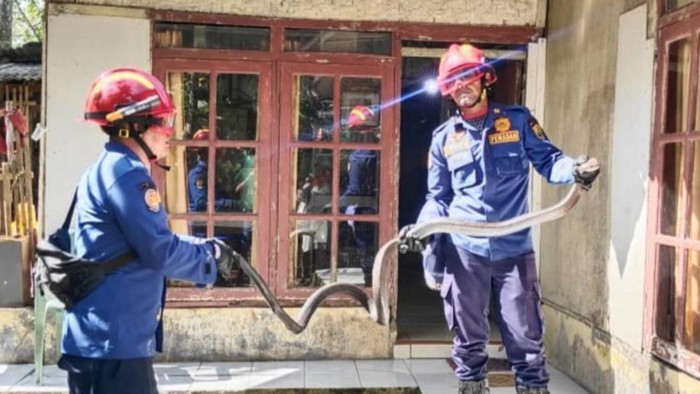 Ngeri! Nasikin Lolos dari King Kobra yang Mengintai di Bawah Kasur