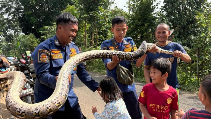 Ular Sanca 3 Meter Muncul di Saluran Limbah RPA Cileungsi, Warga Lapor Damkar