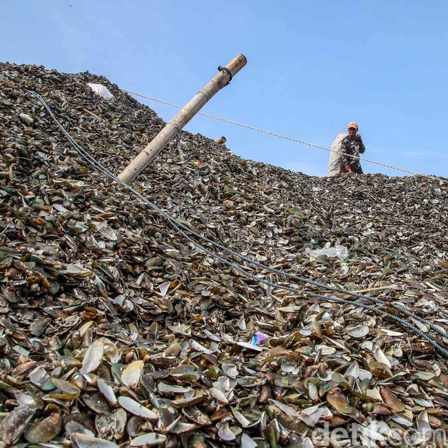 Warga Resah, Limbah Kerang Hijau Menggunung di Cilincing
