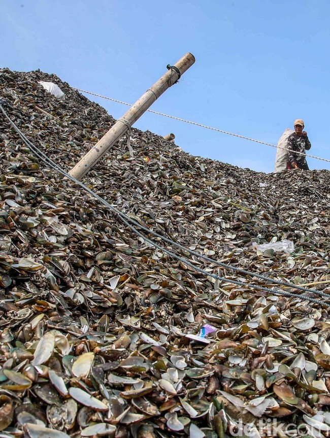 Warga Resah, Limbah Kerang Hijau Menggunung di Cilincing