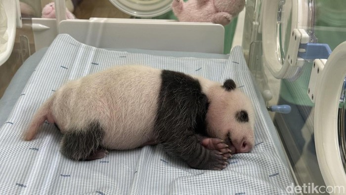 Bayi Panda Satrio Wiratama dan Diplomasi Panda Tiongkok di Indonesia