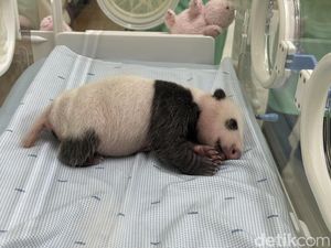 Bayi Panda Satrio Wiratama dan Diplomasi Panda Tiongkok di Indonesia