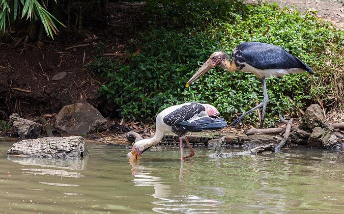 Sempat Hilang Bertahun-tahun, Bangau Jawa Muncul Lagi di Taman Nasional Vietnam