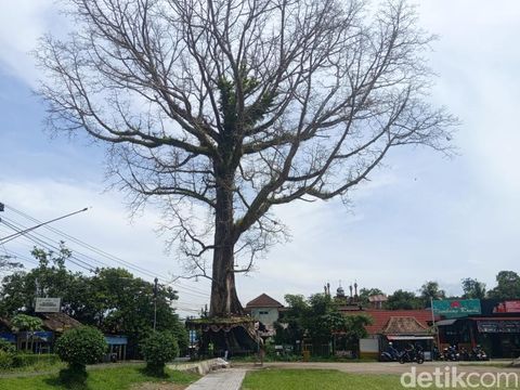 Cerita Magelang Penampakan pohon randu alas yang usianya diyakini mencapai ratusan tahun di Desa Tuksongo, Borobudur, Magelang, Rabu (7/1/2026).