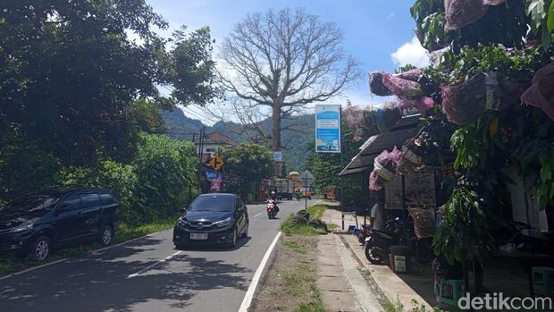 Penampakan pohon randu alas yang usianya diyakini mencapai ratusan tahun di Desa Tuksongo, Borobudur, Magelang, Rabu (7/1/2026).
