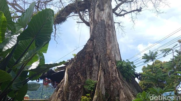 Penampakan pohon randu alas yang usianya diyakini mencapai ratusan tahun di Desa Tuksongo, Borobudur, Magelang, Rabu (7/1/2026).