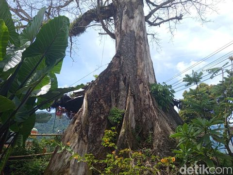 Cerita Magelang Penampakan pohon randu alas yang usianya diyakini mencapai ratusan tahun di Desa Tuksongo, Borobudur, Magelang, Rabu (7/1/2026).