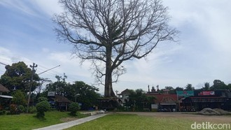 Pohon Randu Berusia Ratusan Tahun di Borobudur Itu Mau Ditebang!