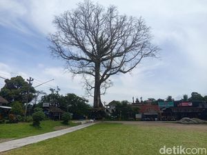 Selamatkan Randu Raksasa Tuksongo Borobudur, Pemkab Magelang Gandeng UGM
