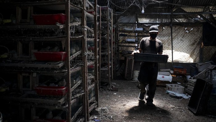 Pekerja memberi pakan burung puyuh menggunakan maggot (larva) lalat Black Soldier Fly (BSF) di Kandang Sirkular, Kota Cimahi, Jawa Barat, Selasa (6/1/2026). Peternakan yang mengusung konsep ekonomi sirkular tersebut dalam seminggu mampu mengolah tiga ton sampah organik sisa makanan menggunakan metode maggotisasi dan diolah menjadi pakan burung puyuh yang dalam satu hari mampu menghasilkan 15 sampai 20 kilogram telur puyuh. ANTARA FOTO/Abdan Syakura/rwa.