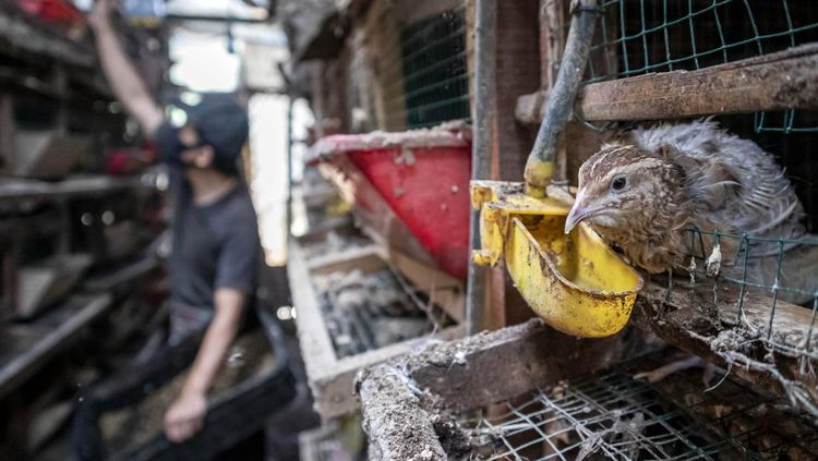 Peternakan Maggot Cimahi Sulap Sampah Organik Jadi Pakan Bernilai