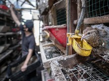 Peternakan Maggot Cimahi Sulap Sampah Organik Jadi Pakan Bernilai