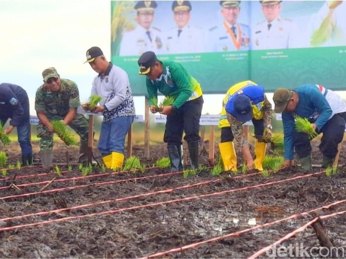 Wali Kota Tarakan, Khairul melakukan tanam padi perdana dengan teknologi smart farming.