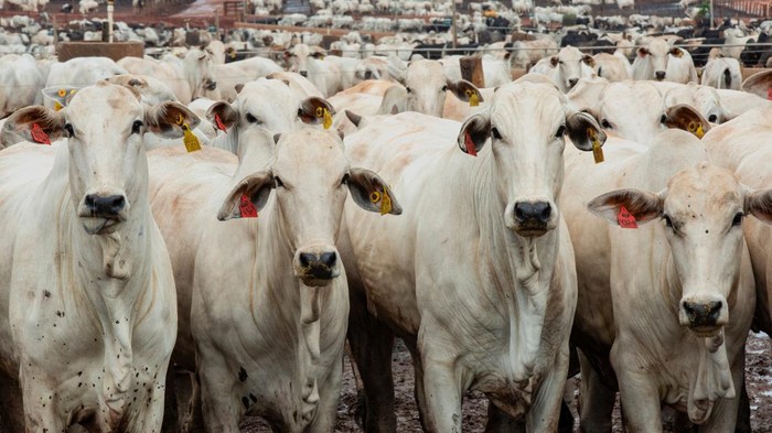 Peternakan CMA Farm di Barretos, Brasil, menerapkan sistem feedlot untuk penggemukan sapi secara intensif dan terkontrol. REUTERS/Joel Silva