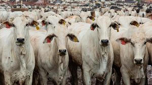 Feedlot Sapi Barretos, Potret Peternakan Modern Brasil
