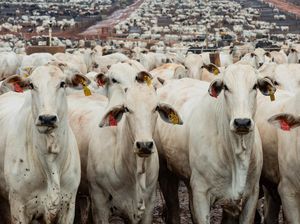 Indonesia Impor 100.000 Sapi dari Brasil