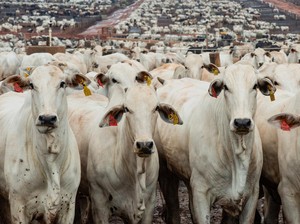 Indonesia Impor 100.000 Sapi dari Brasil
