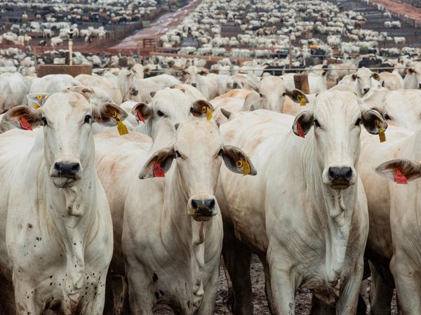 Feedlot Sapi Barretos, Potret Peternakan Modern Brasil
