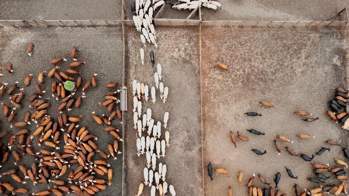 Peternakan CMA Farm di Barretos, Brasil, menerapkan sistem feedlot untuk penggemukan sapi secara intensif dan terkontrol. REUTERS/Joel Silva