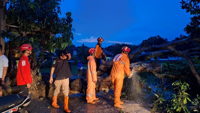 Angin Kencang Terjang 3 Kecamatan di Pamekasan, Pohon Tumbang-Rumah Rusak