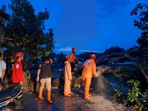 Angin Kencang Terjang 3 Kecamatan di Pamekasan, Pohon Tumbang-Rumah Rusak