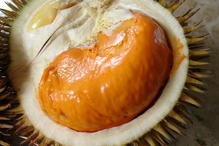 Durian Super Tembaga