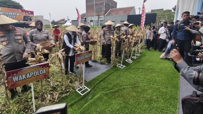 Forkopimda Jatim Panen Raya Jagung Serentak Kuartal IV di Sidoarjo