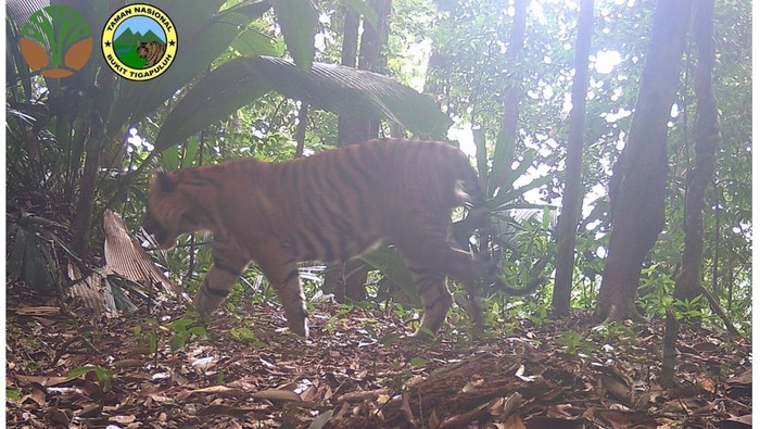Harimau Sumatera terekam kamera jebak di TN Bukit Tigapuluh