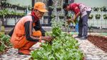 Kebun Oren Marunda Disulap Jadi Ruang Hijau Edukatif dan Produktif