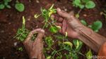Kebun Oren Marunda Disulap Jadi Ruang Hijau Edukatif dan Produktif