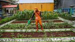 Kebun Oren Marunda Disulap Jadi Ruang Hijau Edukatif dan Produktif