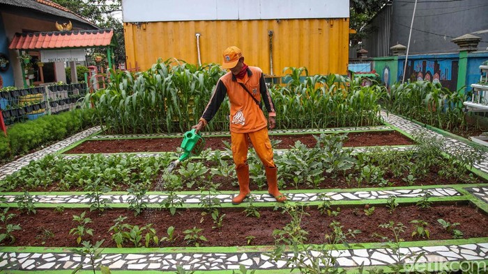 Sejumlah petugas beraktivitas di kawasan kebun oren kawasan Marunda, Jakarta Utara, Kamis (8/1/2026). Taman yang berada di lingkungan kantor Kelurahan Marunda ini menjadi bukti nyata pemanfaatan lahan secara produktif dan berkelanjutan.