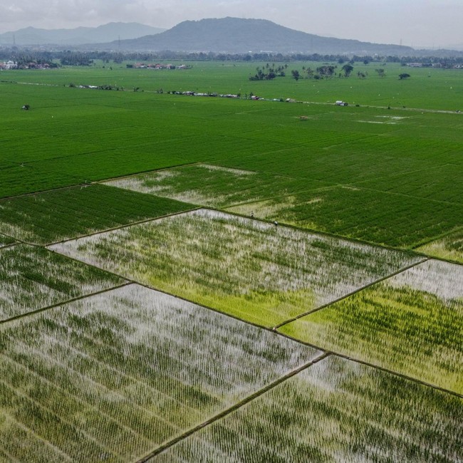 Luas Panen Padi di Banten Meningkat Sepanjang 2025
