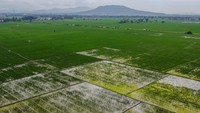 Foto udara hamparan lahan sawah di wilayah Kramatwatu, Kabupaten Serang, Banten, Kamis (8/1/2026), yang menjadi salah satu sentra produksi padi di daerah tersebut. ANTARA FOTO/Muhammad Bagus Khoirunas
