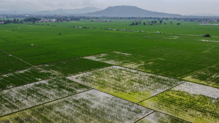 Foto udara sejumlah petani menjemur padi di Kramatwatu, Kabupaten Serang, Banten, Kamis (8/1/2026). Pemerintah Provinsi Banten mencatat realisasi perluasan area panen padi sepanjang tahun 2025 meningkat sebesar 16,84 persen menjadi 349.288 hektare dibandingkan dengan tahun sebelumnya yaitu seluas 299 ribu hektare, yang didukung oleh kebijakan penurunan harga pupuk dan perbaikan irigasi. ANTARA FOTO/Muhammad Bagus Khoirunas/nz