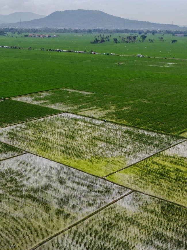 Luas Panen Padi di Banten Meningkat Sepanjang 2025