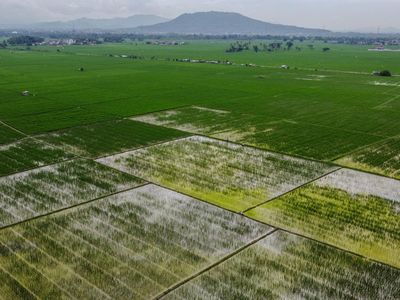 Luas Panen Padi di Banten Meningkat Sepanjang 2025