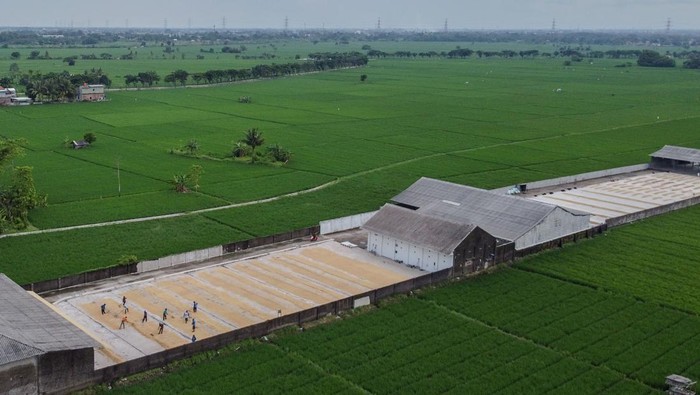 Foto udara sejumlah petani menjemur padi di Kramatwatu, Kabupaten Serang, Banten, Kamis (8/1/2026). Pemerintah Provinsi Banten mencatat realisasi perluasan area panen padi sepanjang tahun 2025 meningkat sebesar 16,84 persen menjadi 349.288 hektare dibandingkan dengan tahun sebelumnya yaitu seluas 299 ribu hektare, yang didukung oleh kebijakan penurunan harga pupuk dan perbaikan irigasi. ANTARA FOTO/Muhammad Bagus Khoirunas/nz