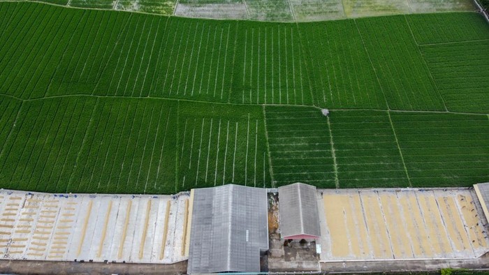 Foto udara sejumlah petani menjemur padi di Kramatwatu, Kabupaten Serang, Banten, Kamis (8/1/2026). Pemerintah Provinsi Banten mencatat realisasi perluasan area panen padi sepanjang tahun 2025 meningkat sebesar 16,84 persen menjadi 349.288 hektare dibandingkan dengan tahun sebelumnya yaitu seluas 299 ribu hektare, yang didukung oleh kebijakan penurunan harga pupuk dan perbaikan irigasi. ANTARA FOTO/Muhammad Bagus Khoirunas/nz