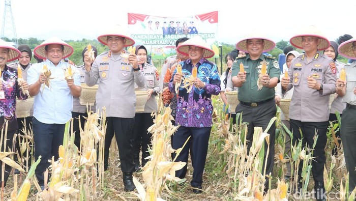 Polresta-Pemkab Tangerang Panen Raya Jagung di Tigaraksa, Hasil Capai 2 Ton