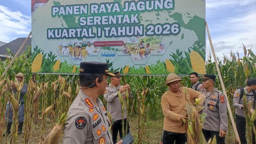 Panen raya jagung kuartal I 2026 di Asrama Polisi Abiantimbul, Jalan Imam Bonjol, Denpasar, Kamis (8/1/2026). (Abid Ahmad Ibrahim/detikBali)