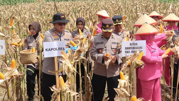 Panen raya jagung petani di Magetan bersama Kapolres Magetan dan terhubung dengan Kapolri melalui zoom meeting.