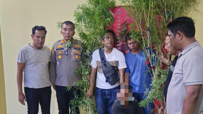 Petugas polisi mengamankan batang pohon ganja yang ditanam dibelakang rumah pelaku (dok. Polres Sergai)