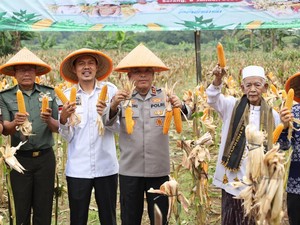 Dukung Swasembada Pangan, Polda Banten Panen Raya Jagung Kuartal IV 2025