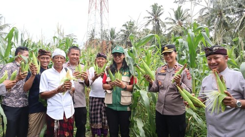 Polres Gianyar melakukan panen raya jagung kuartal I 2026 di lahan pertanian Puspa Aman, Jalan Raya Kabetan, Desa Bakbakan, Kecamatan Gianyar, Kamis (8/1/2026). (Dok. Polres Gianyar)