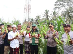 Dukung Ketahanan Pangan, Polres Gianyar Panen Raya Jagung Kuartal I 2026